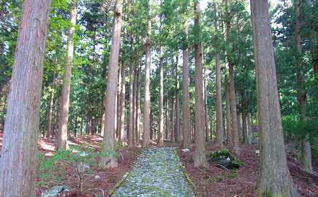 西丹沢県民の森コース